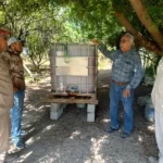Bioinsumos abren camino a la recuperación de huertas citrícolas en Güémez