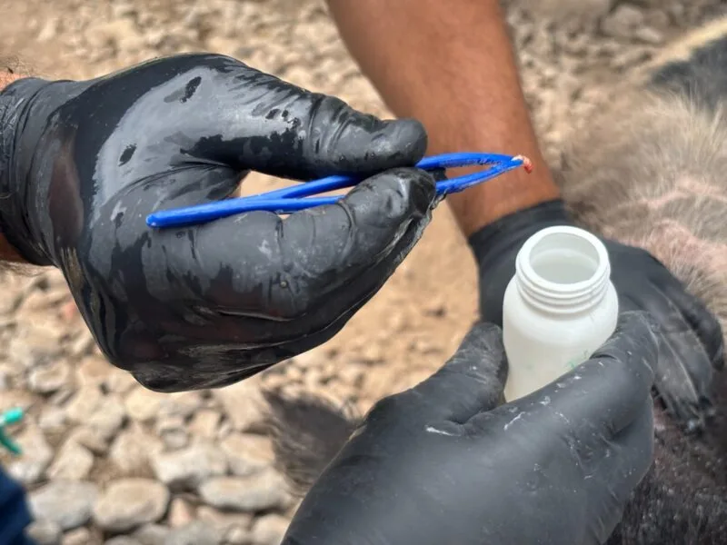 Tamaulipas refuerza acciones de vigilancia y prevención para contener plaga de gusano barrenador
