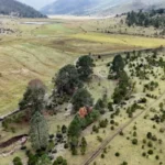 Rescata SEDUMA bosques dañados por incendios y plagas