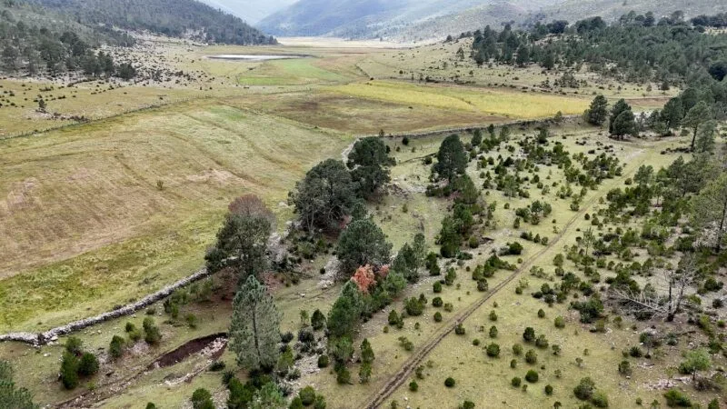 Rescata SEDUMA bosques dañados por incendios y plagas