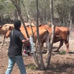 Intensifica Tamaulipas acciones de control en predios afectados por gusano barrenador