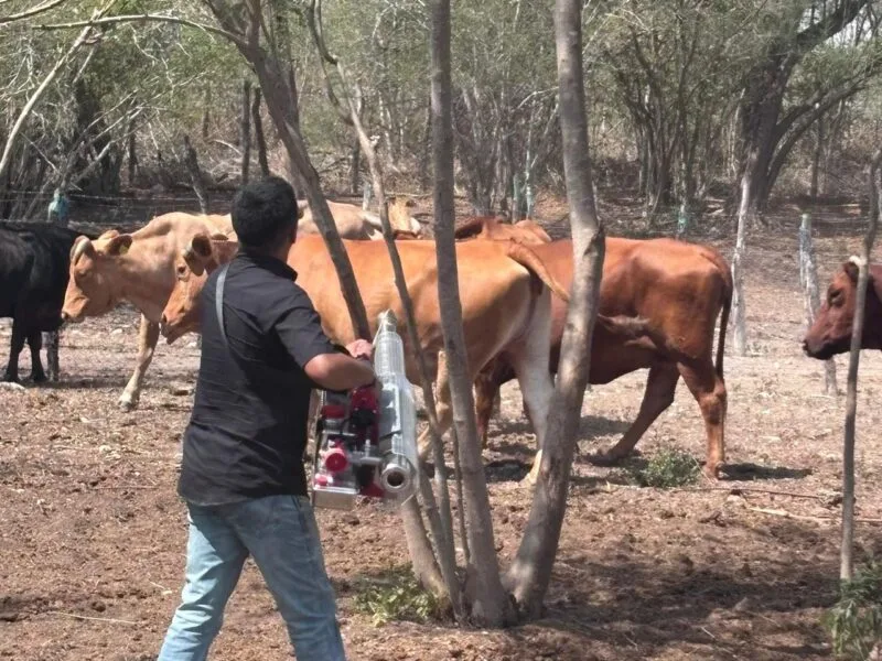 Intensifica Tamaulipas acciones de control en predios afectados por gusano barrenador