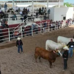 Con tradición y convivencia, celebran el Concurso del Novillo Gordo